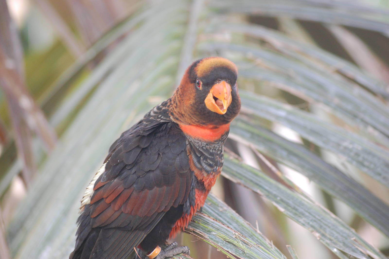 Dusky Lory