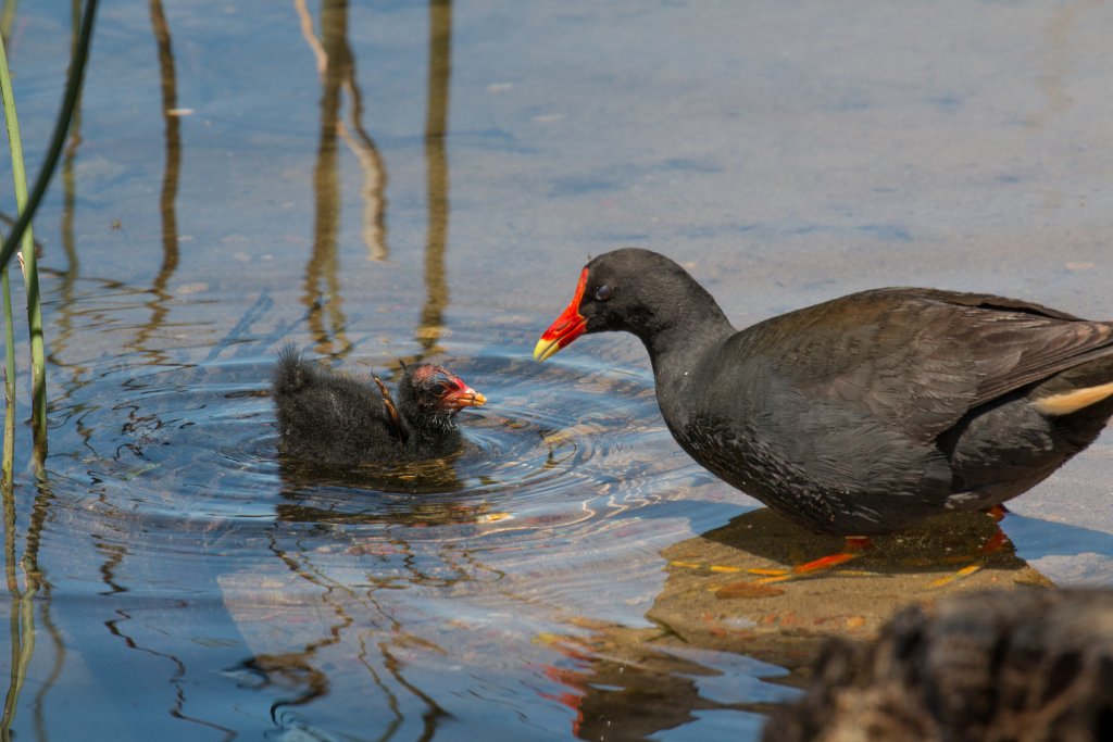 Dusky Moorhen and chick