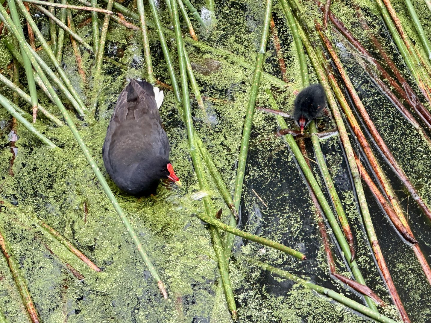 Dusky Moorhen and Chick