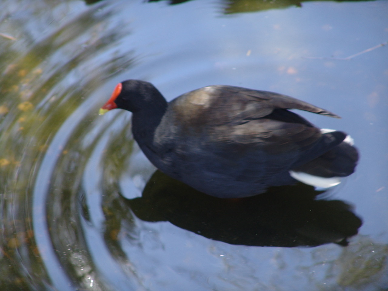 Dusky Moorhen (Gallinula tenebrosa)