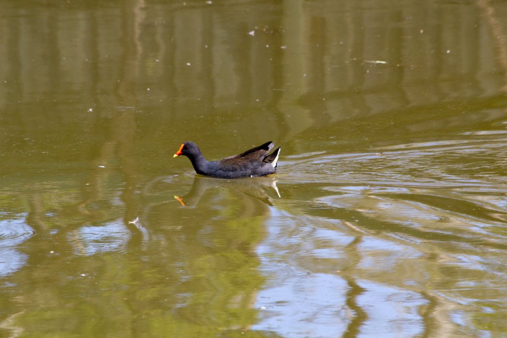 Dusky Moorhen (Gallinula tenebrosa)