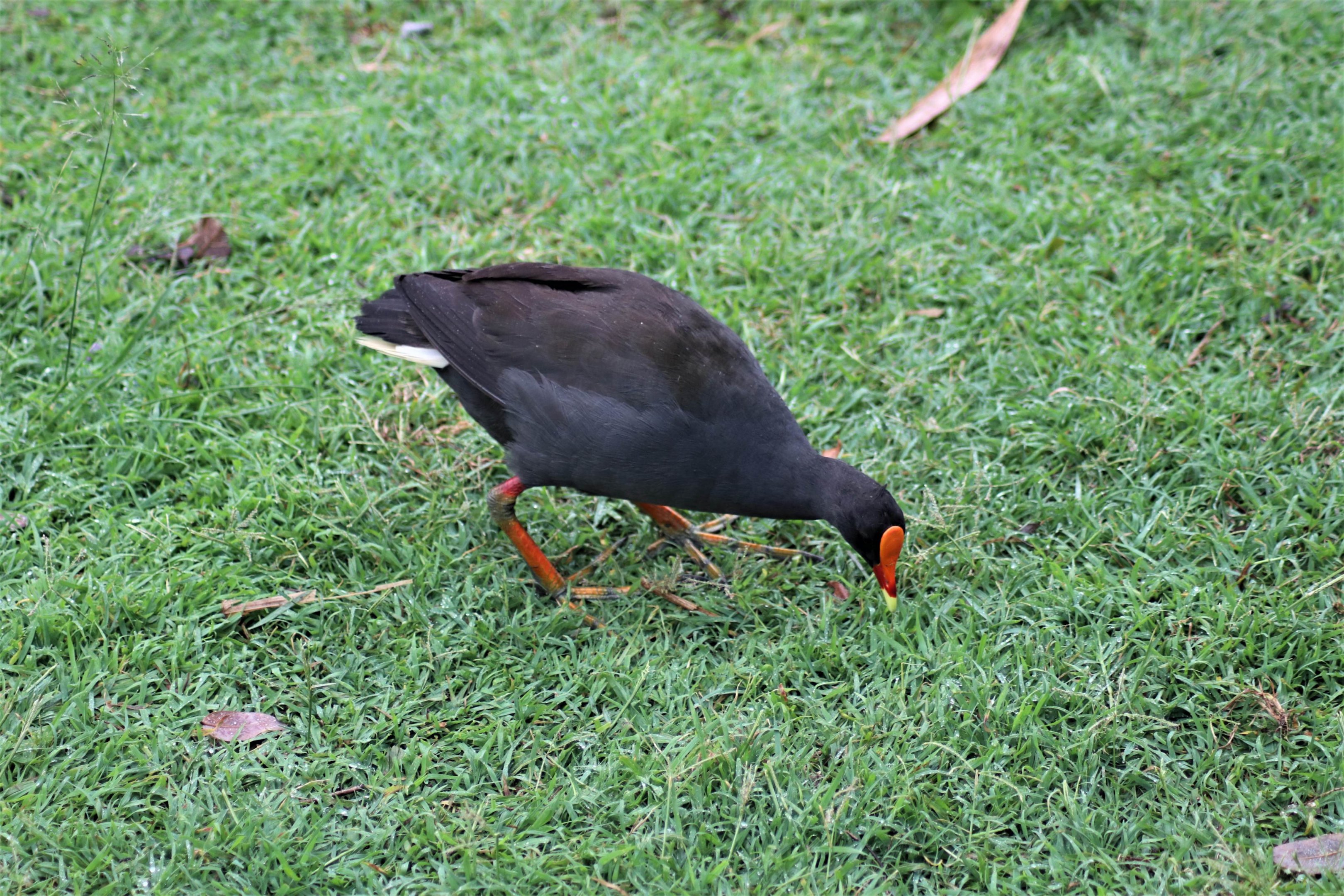 Dusky Moorhen (Gallinula tenebrosa)