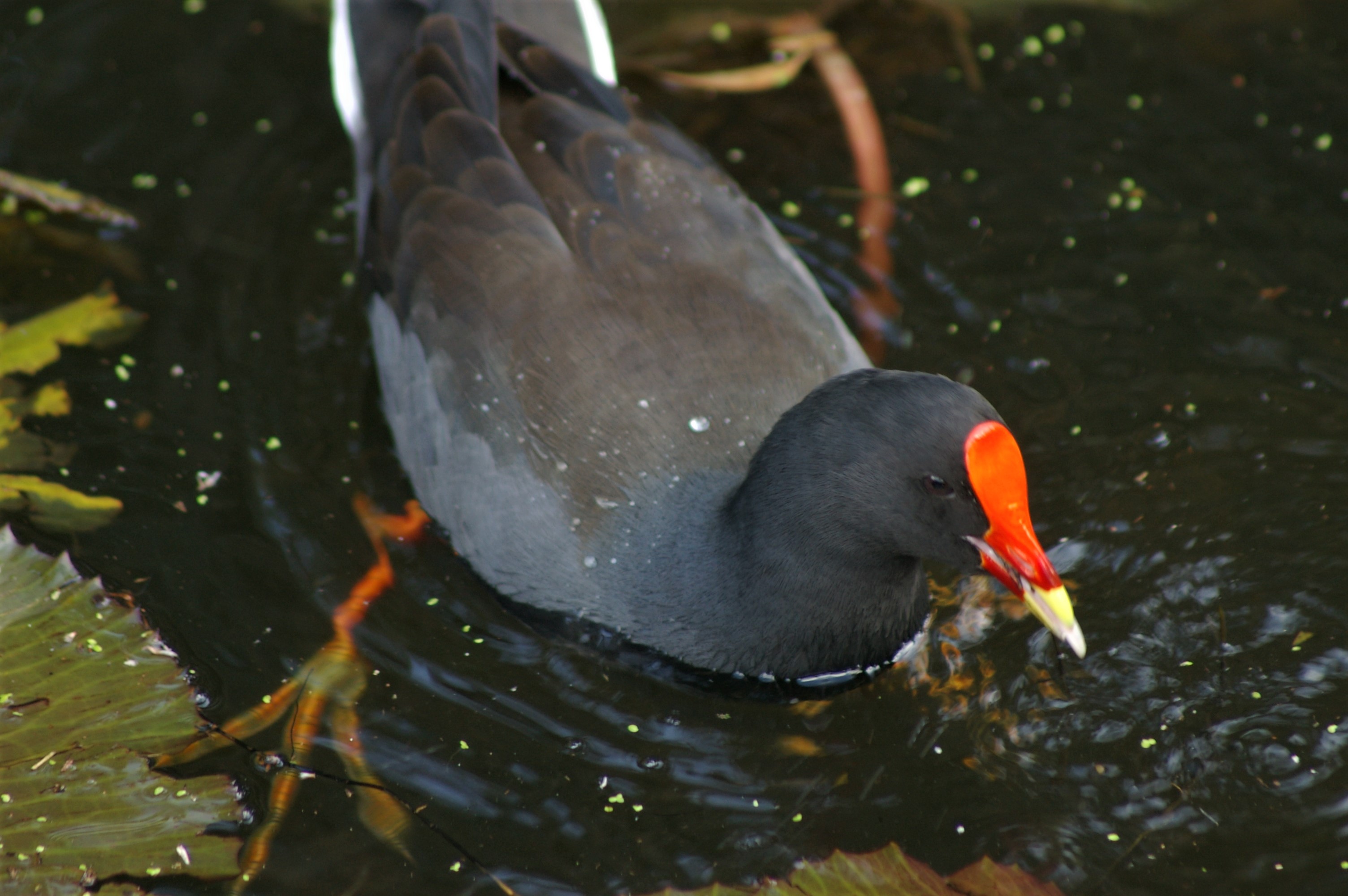 Dusky Moorhen (Gallinula tenebrosa)