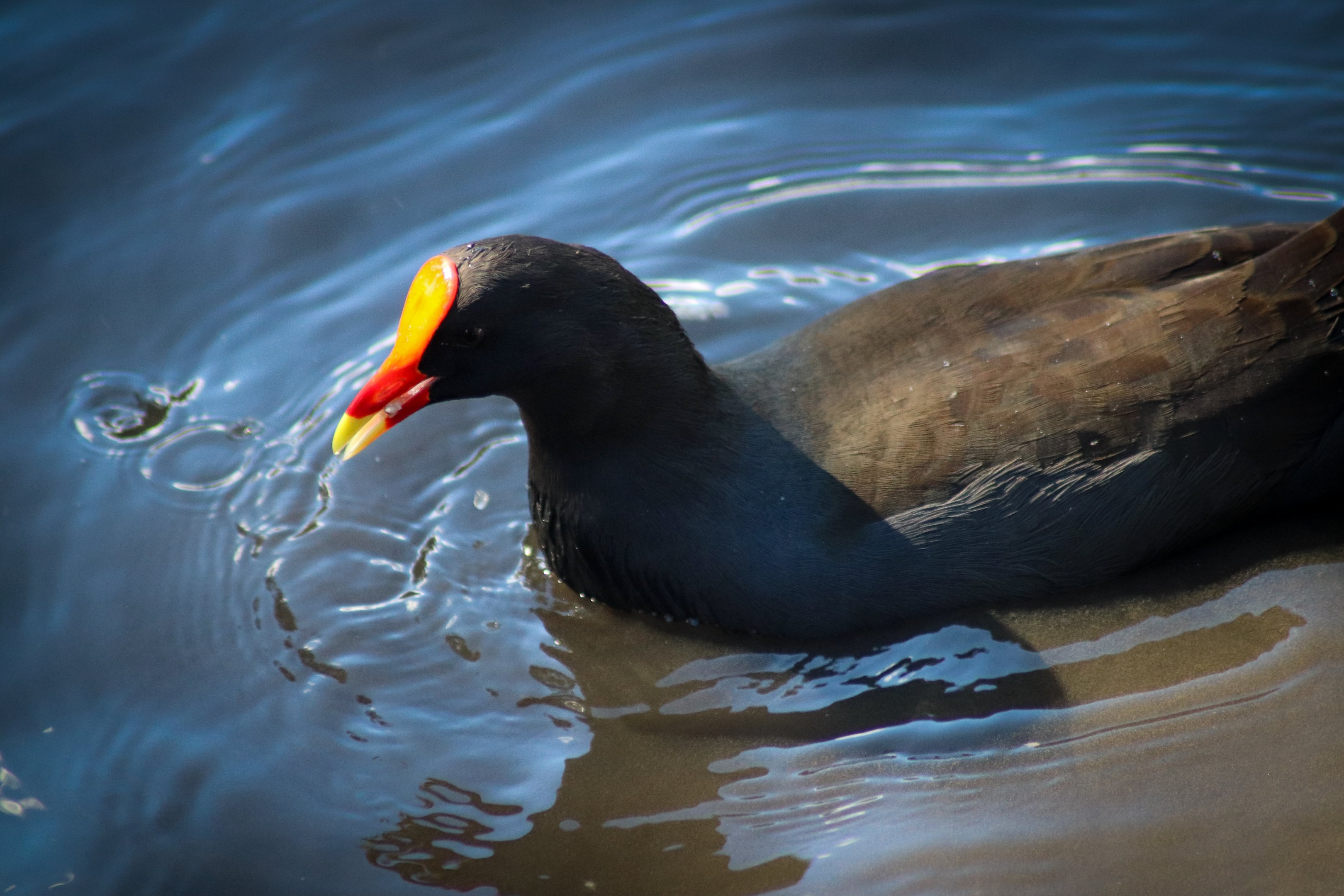 Dusky Moorhen (Gallinula tenebrosa)