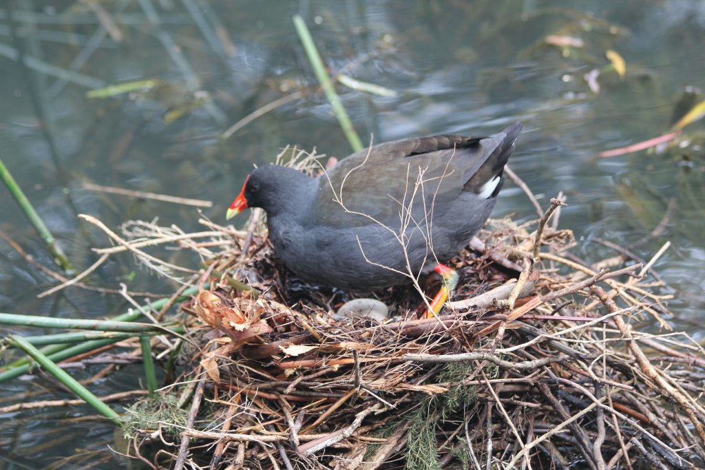 Dusky Moorhen on nest - wild