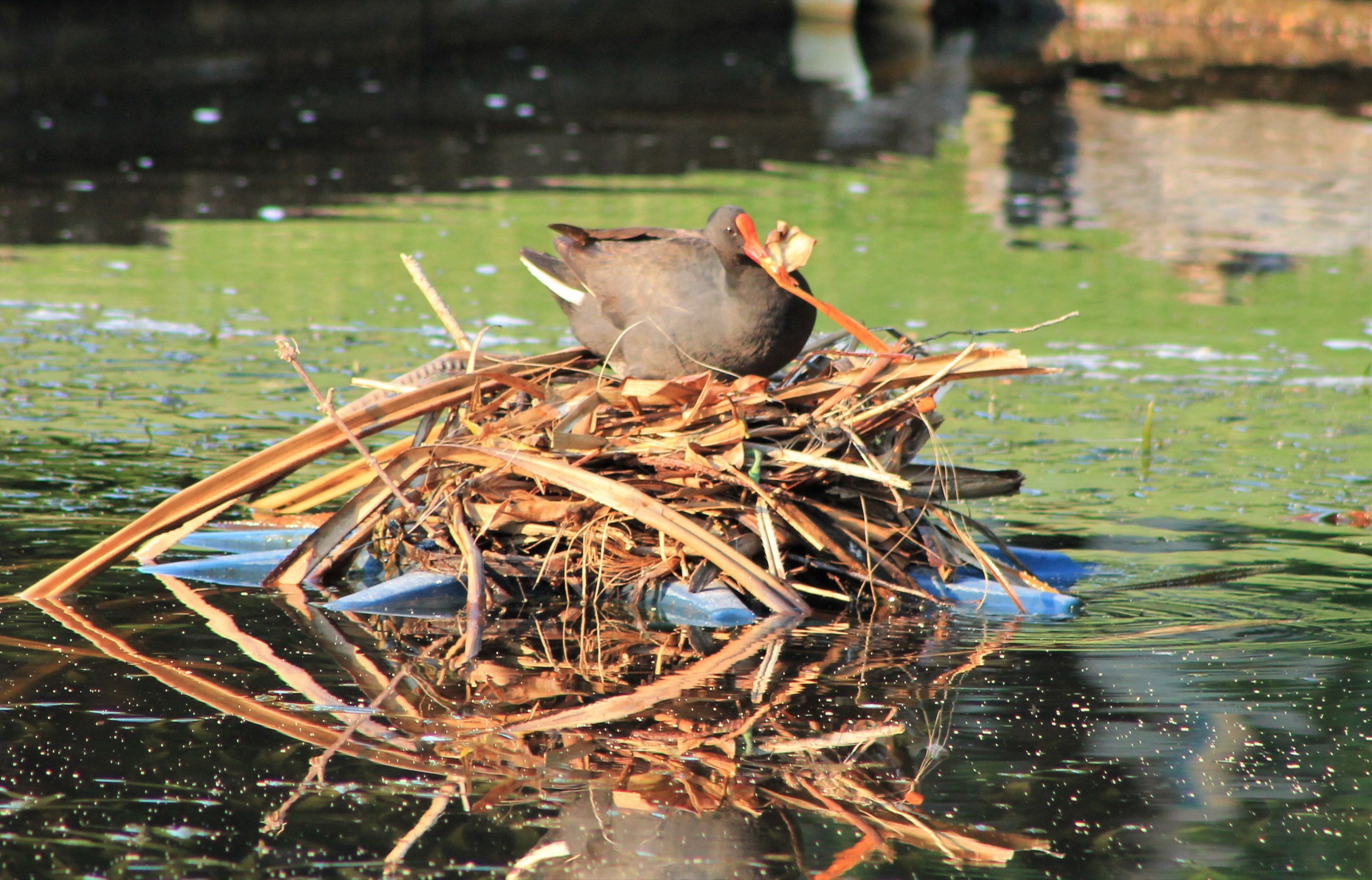 Dusky Moorhen on nest