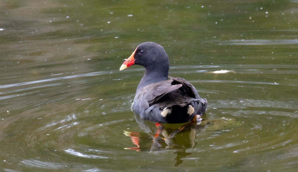 Dusky Moorhen - wild bird