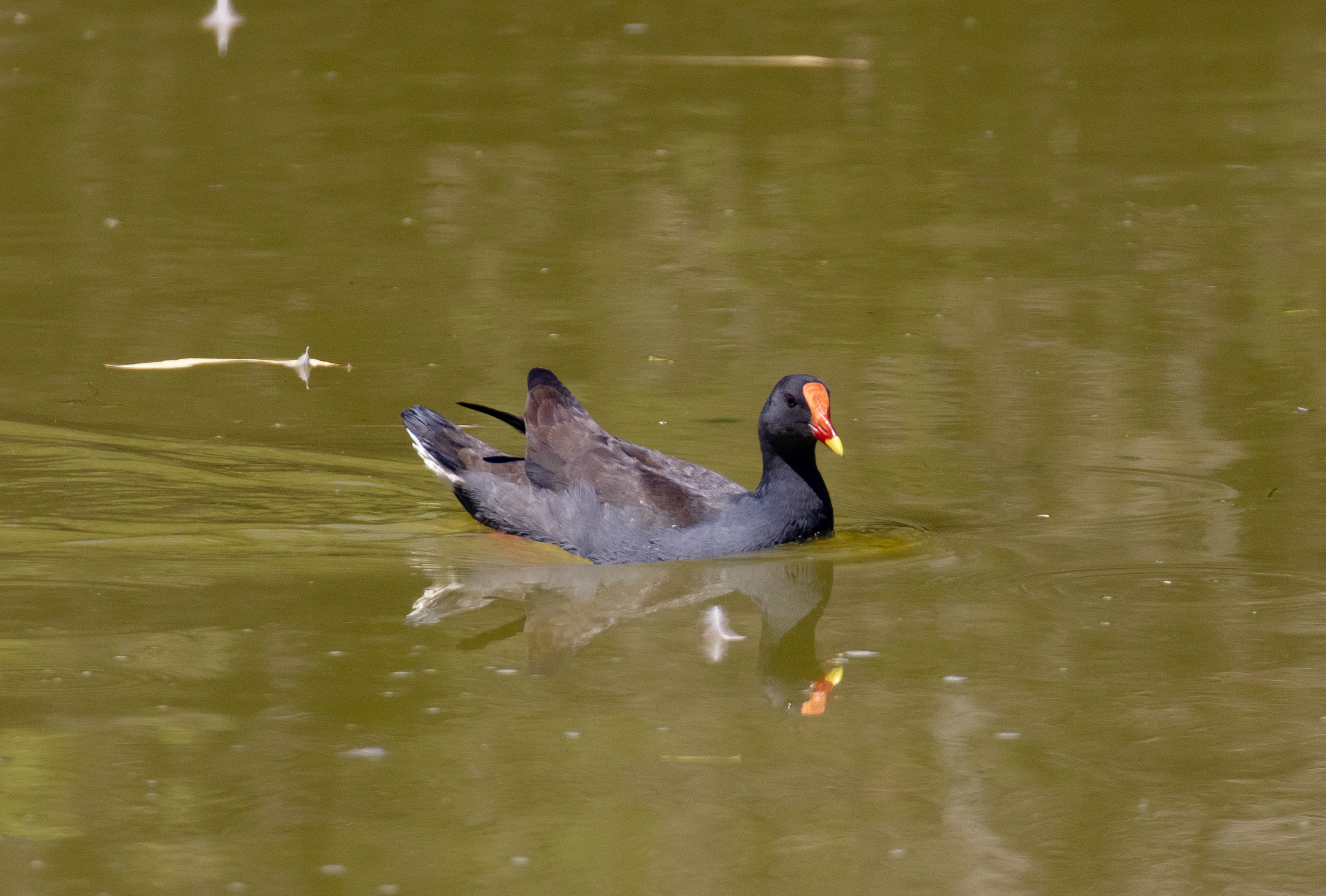 Dusky Moorhen (wild bird)