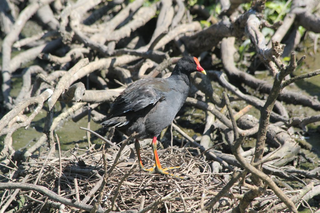 Dusky Moorhen (wild)
