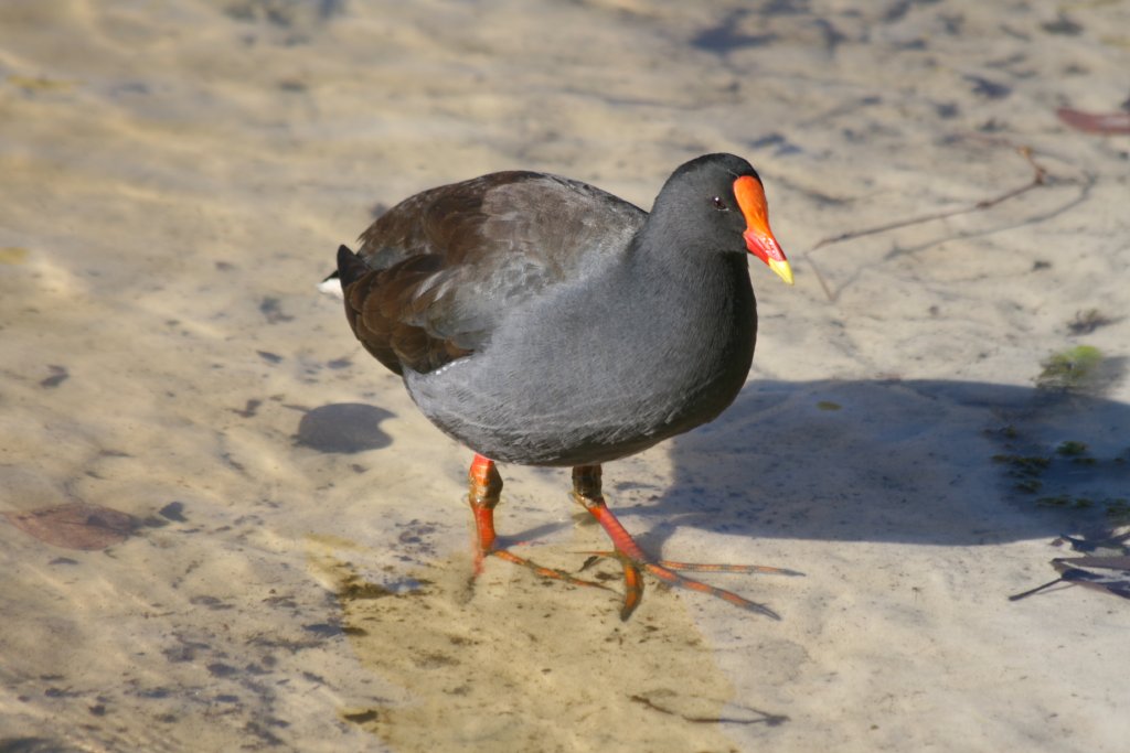 Dusky Moorhen