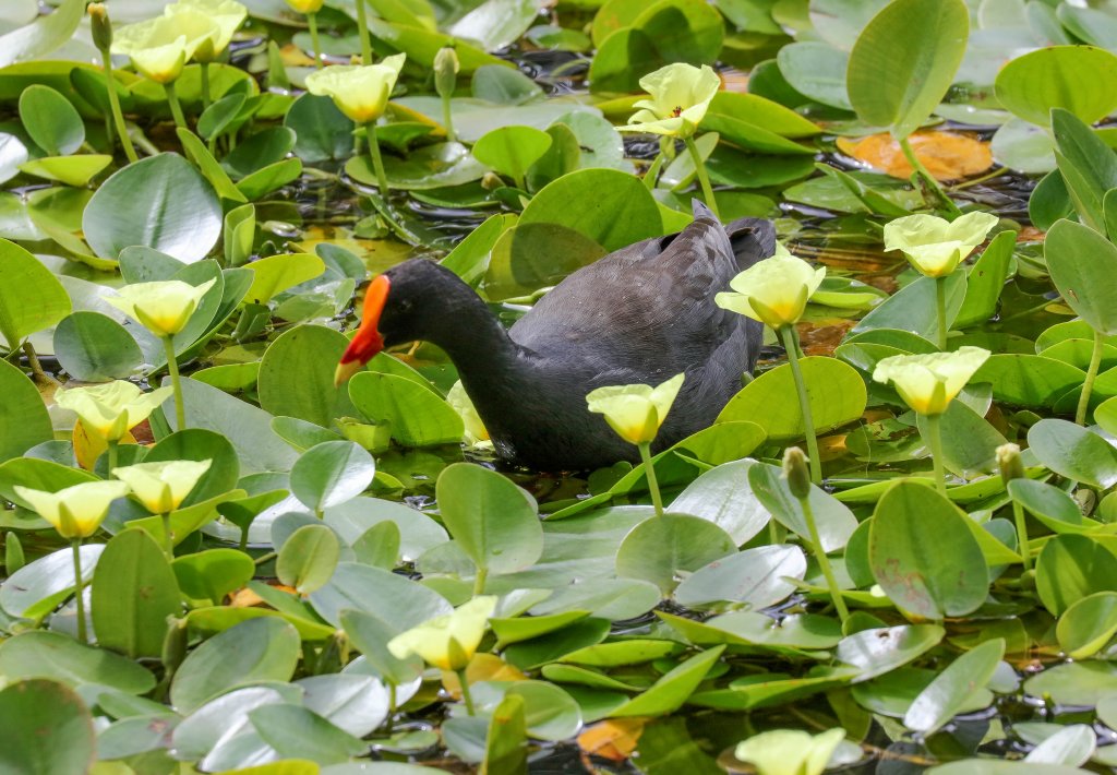 Dusky Moorhen