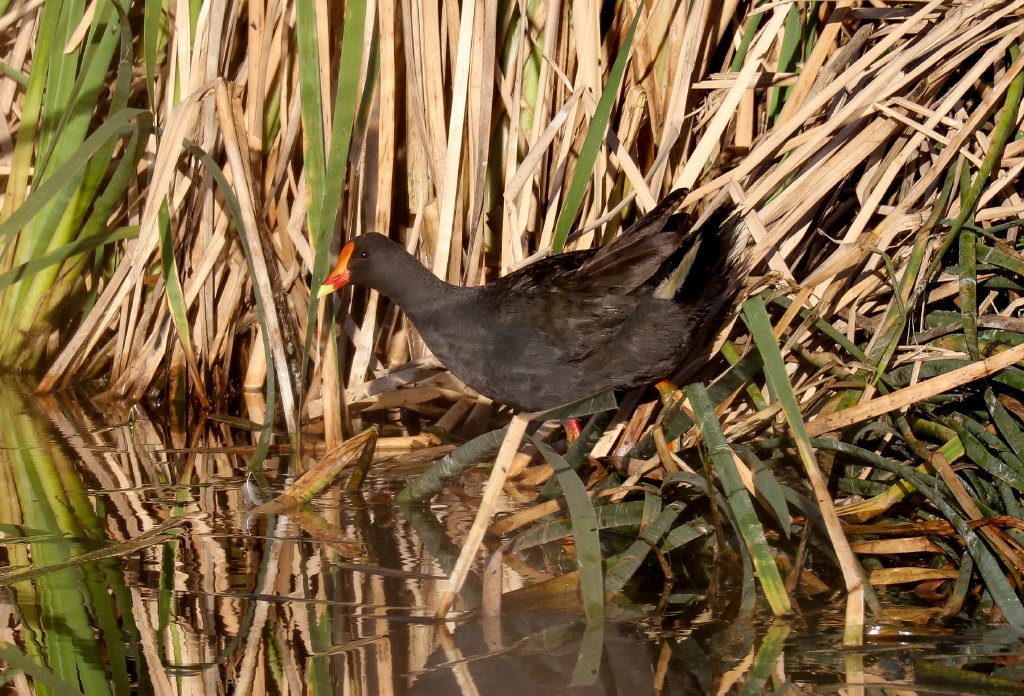 Dusky Moorhen