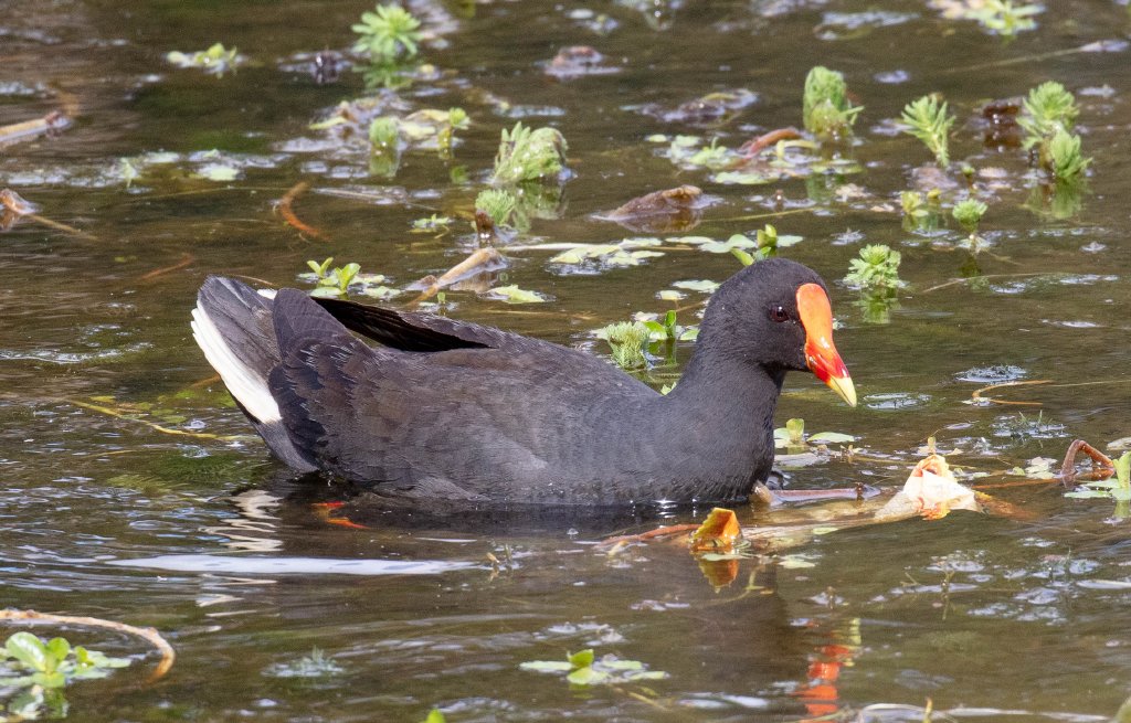 Dusky Moorhen