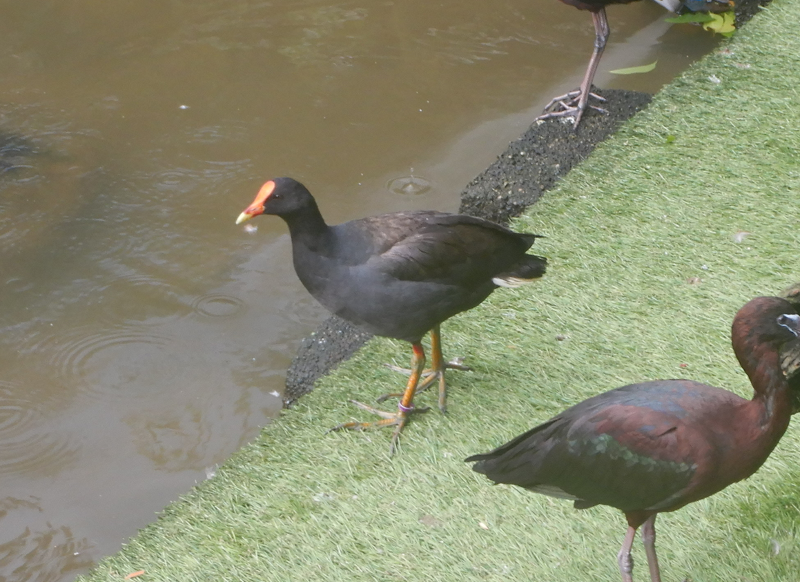 Dusky Moorhen