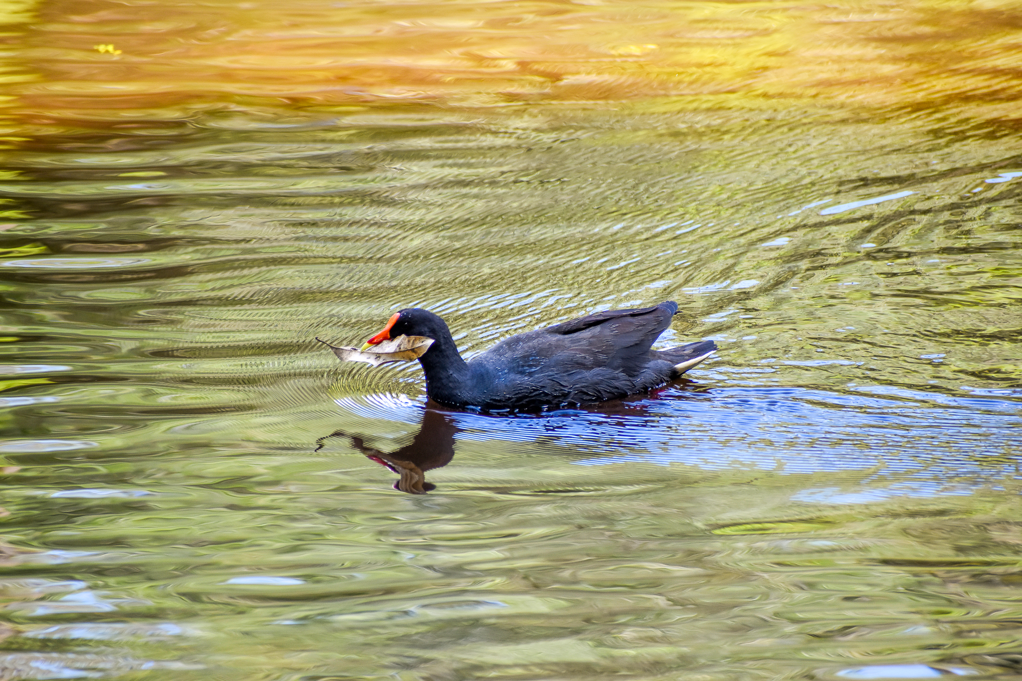 Dusky Moorhen