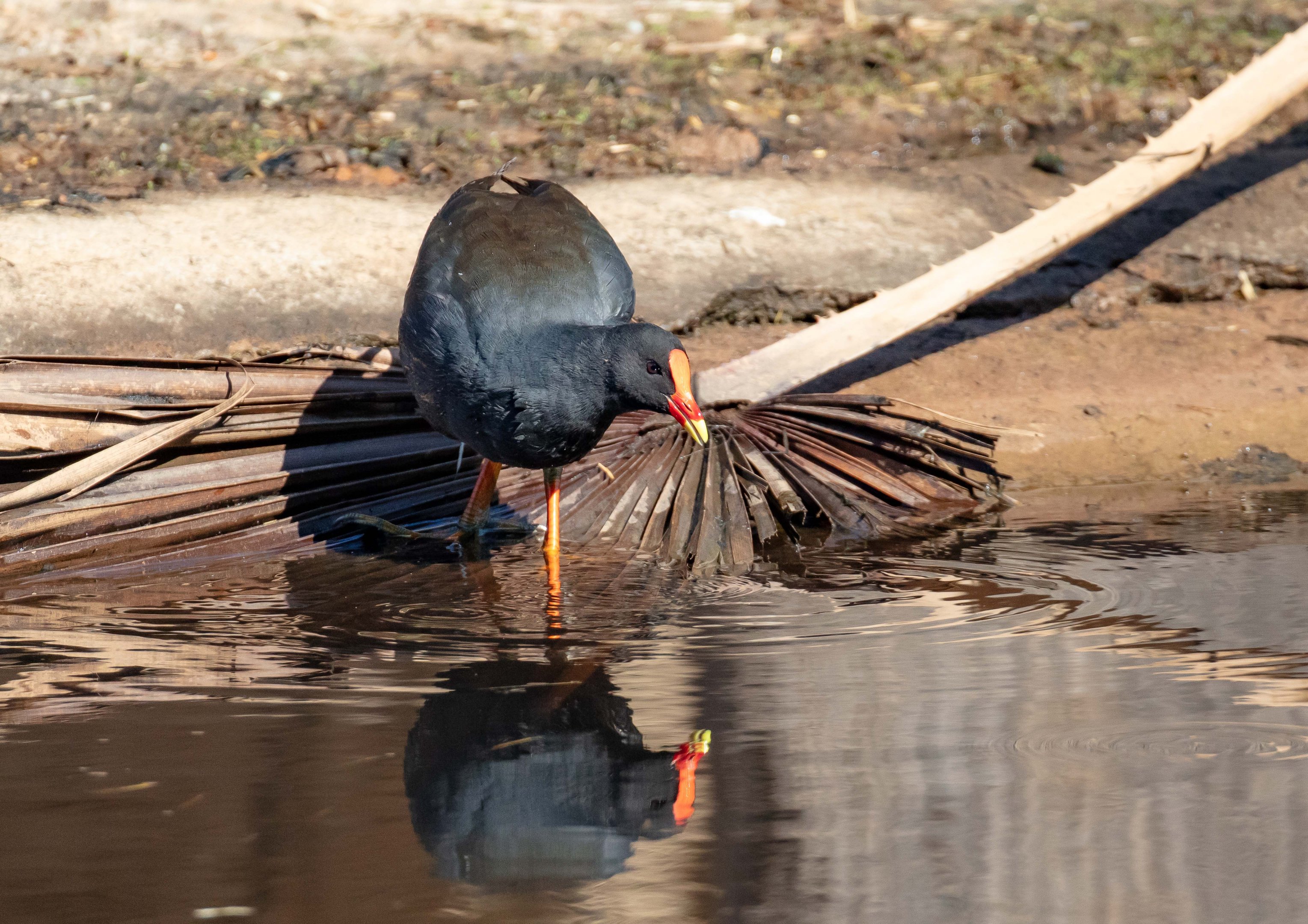 Dusky Moorhen