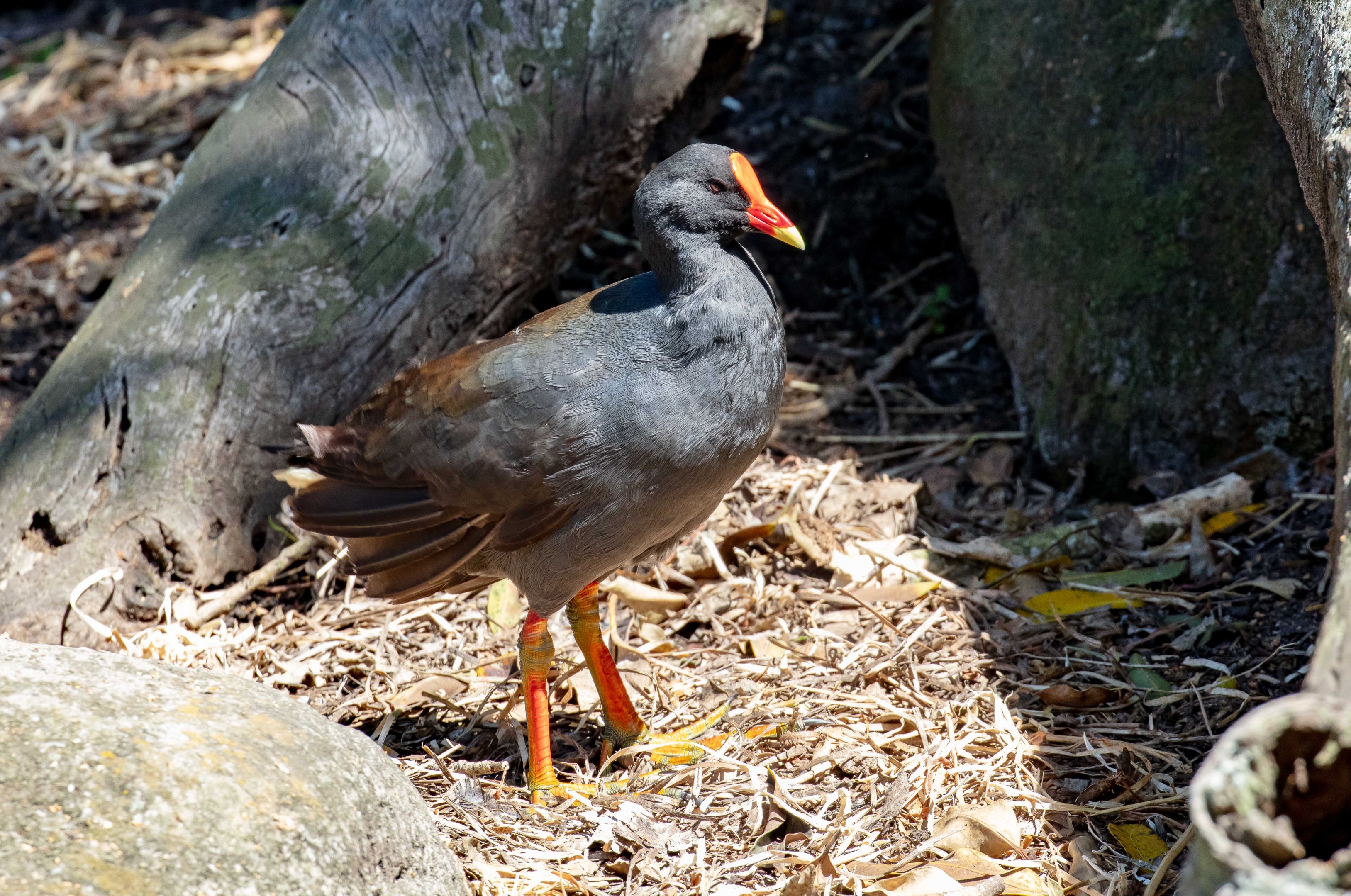 Dusky Moorhen