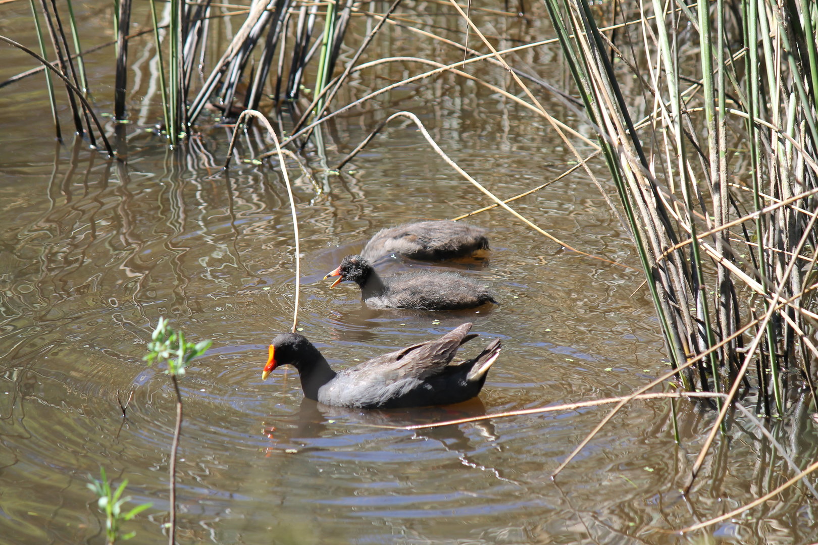 Dusky Moorhens