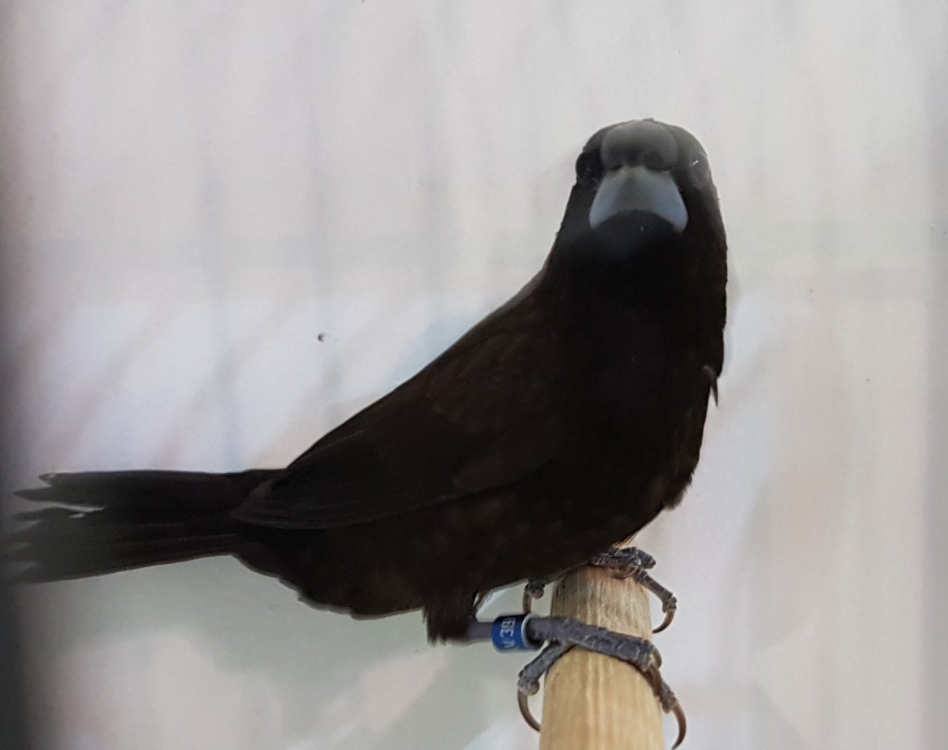 Dusky munia - Lonchura fuscans