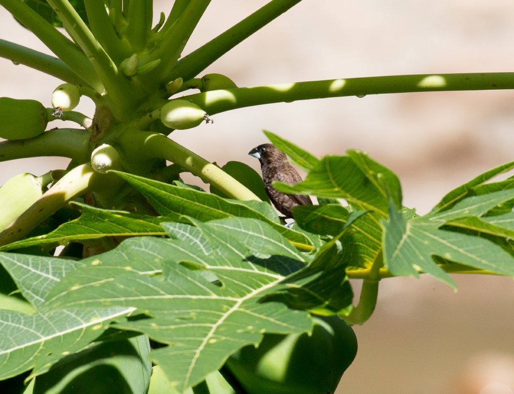 Dusky Munia