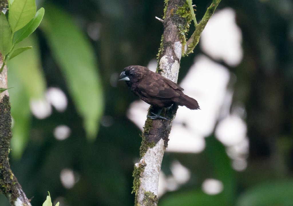 Dusky Munia