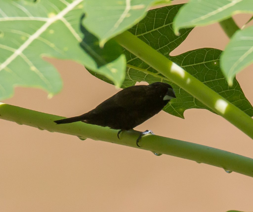 Dusky Munia