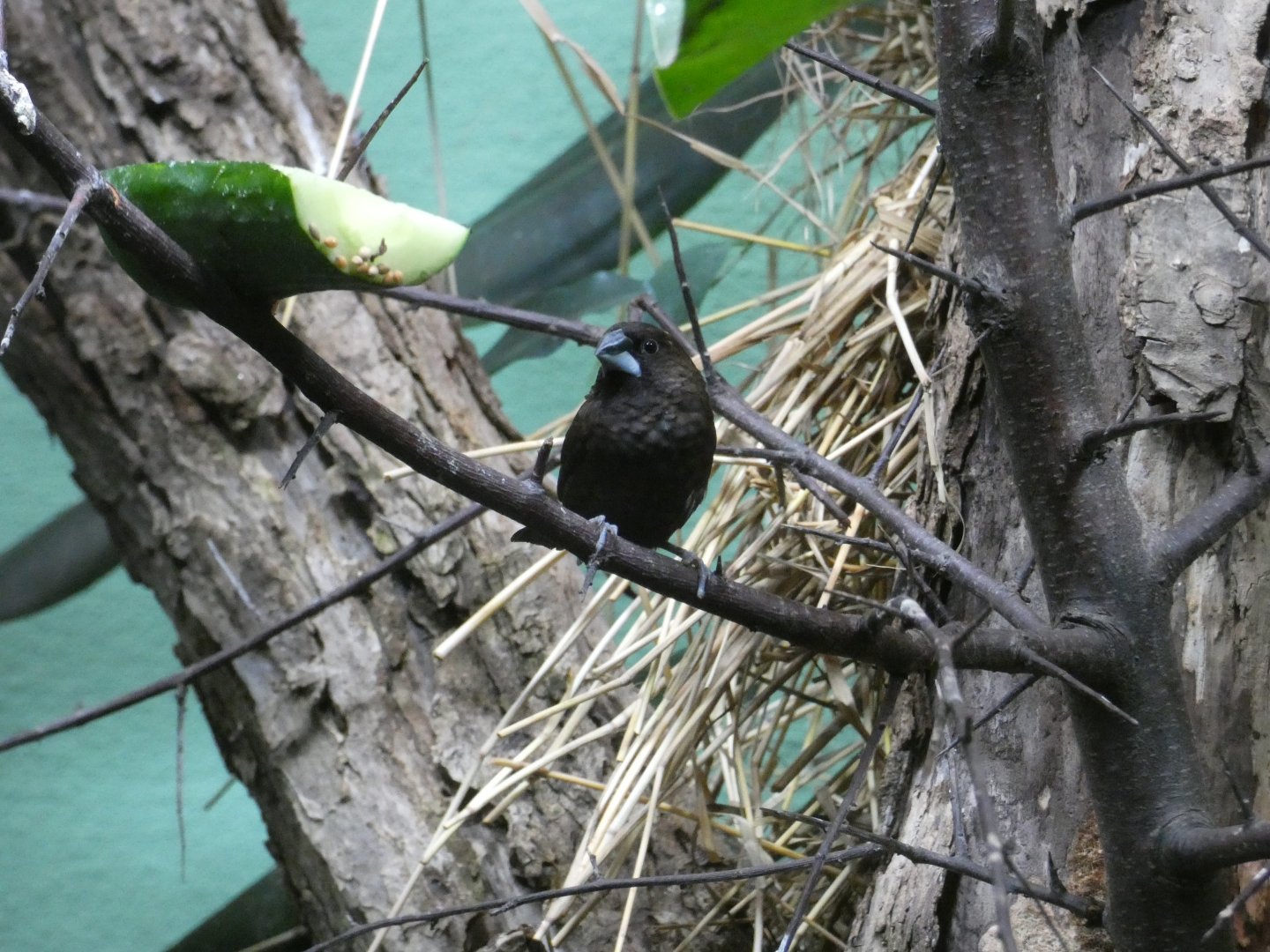 Dusky munia