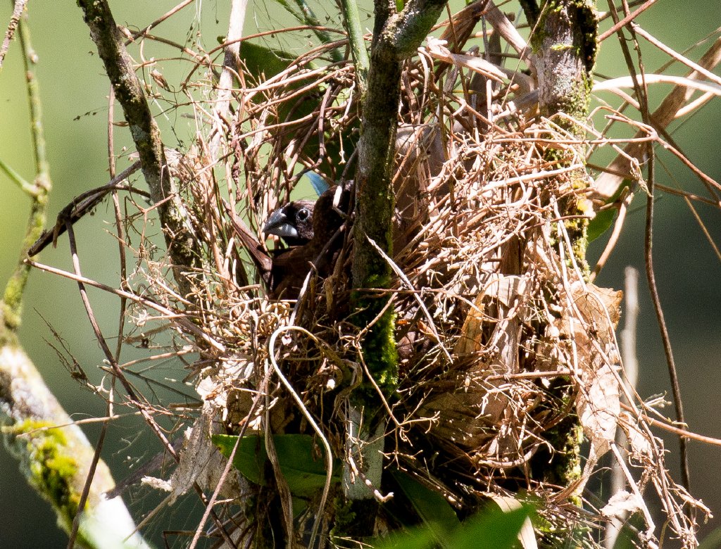 Dusky Munias in nest