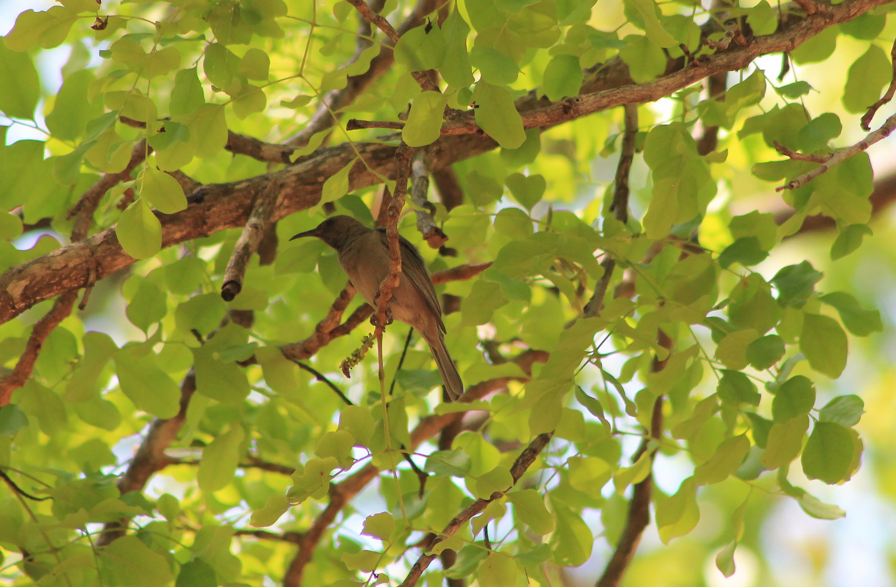 Dusky Myzomela (Myzomela obscura)