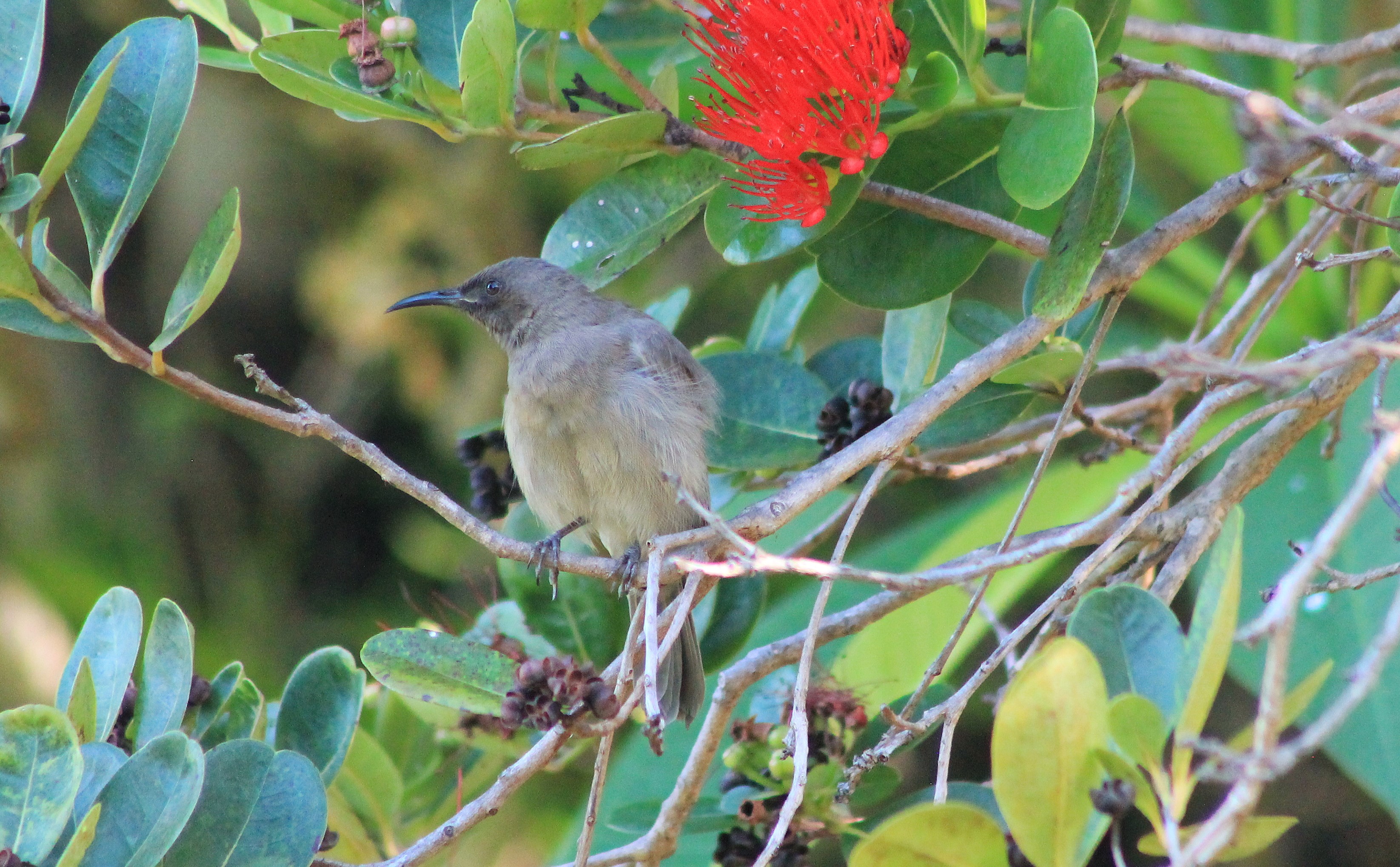 Dusky Myzomela (Myzomela obscura)
