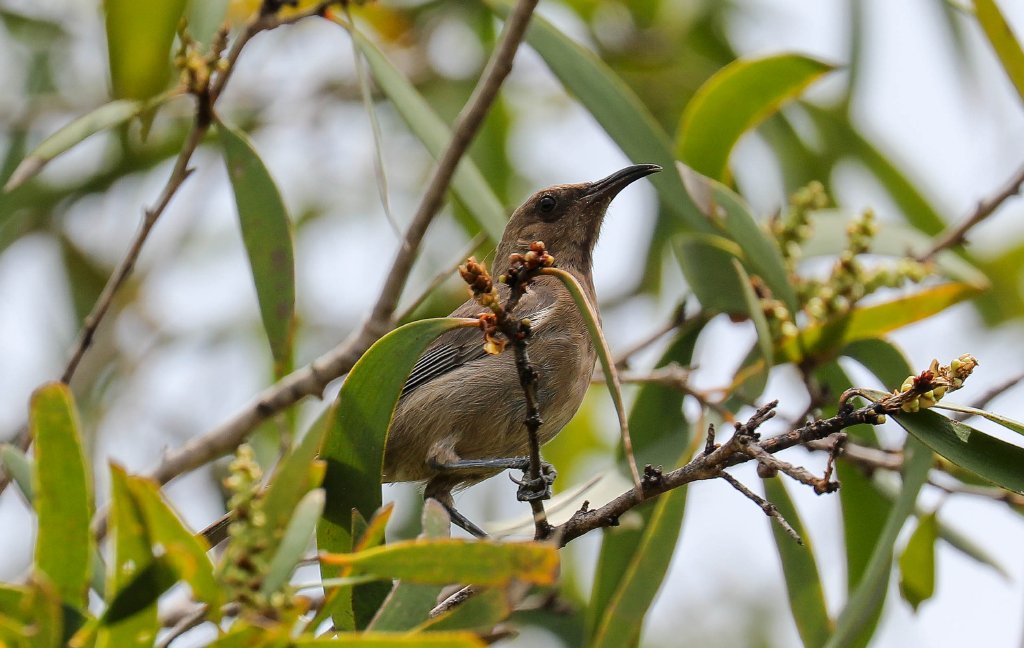 Dusky Myzomela