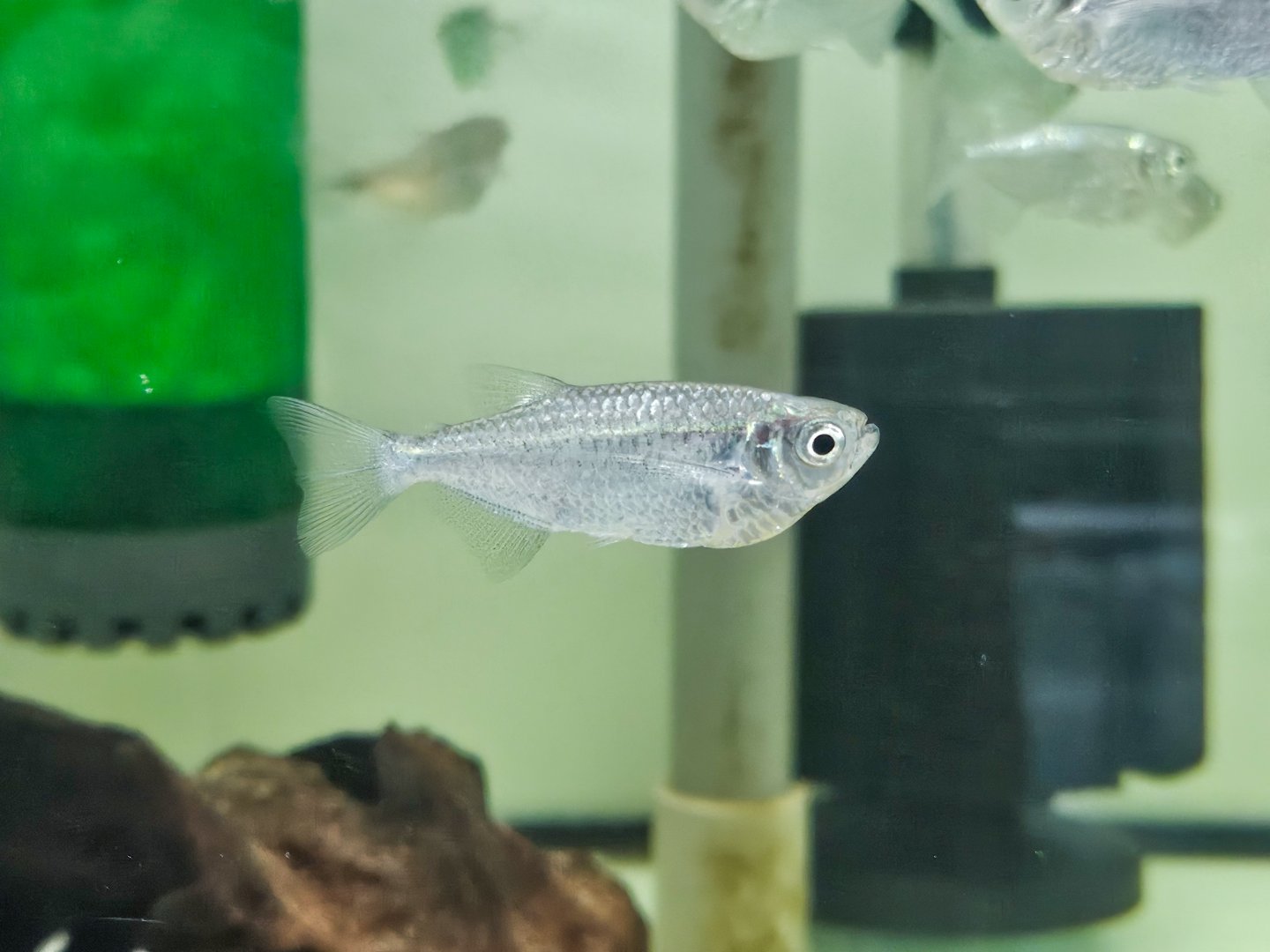 Dusky Narrow Hatchetfish (Triportheus angulatus)