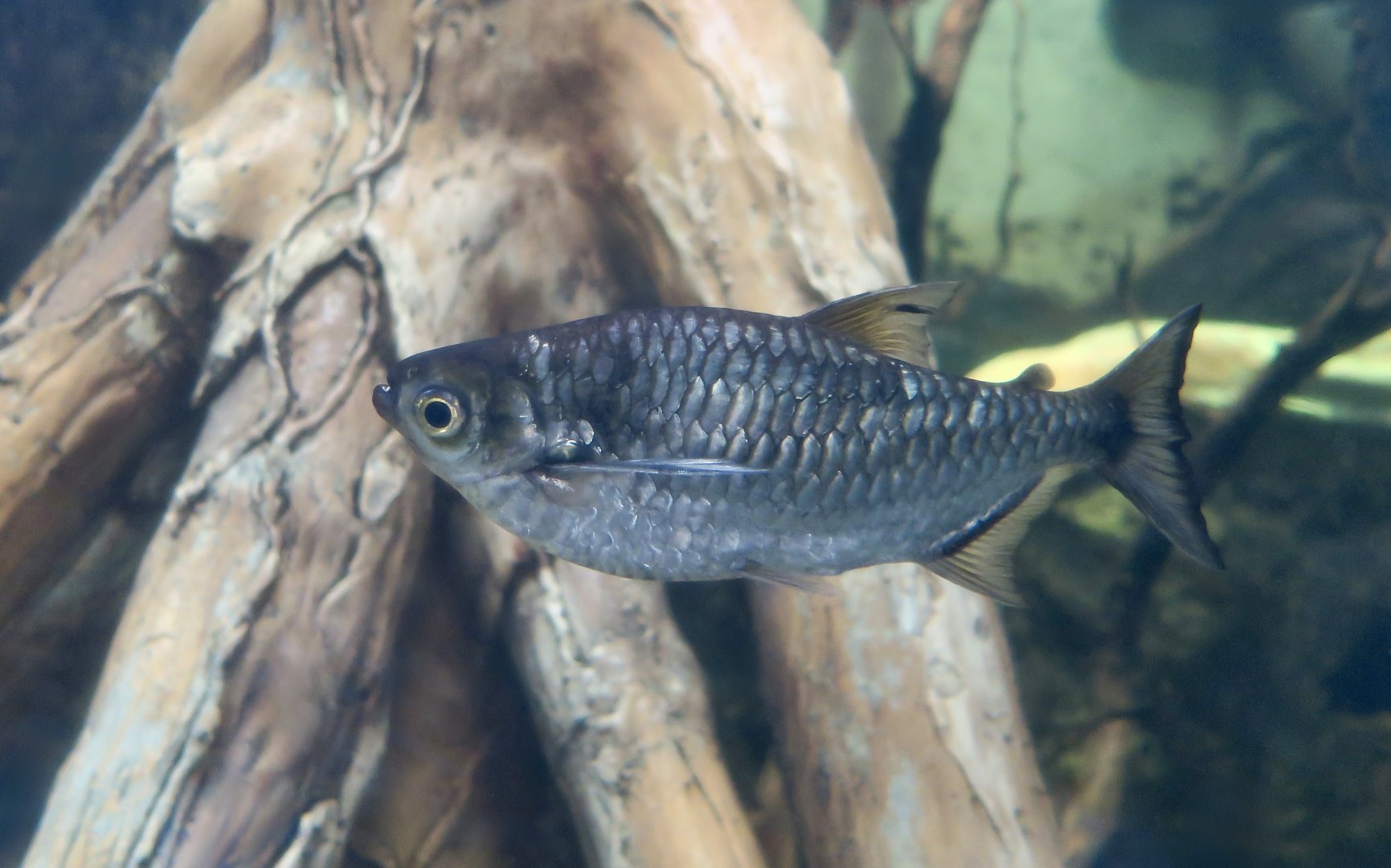 Dusky Narrow Hatchetfish (Triportheus angulatus)