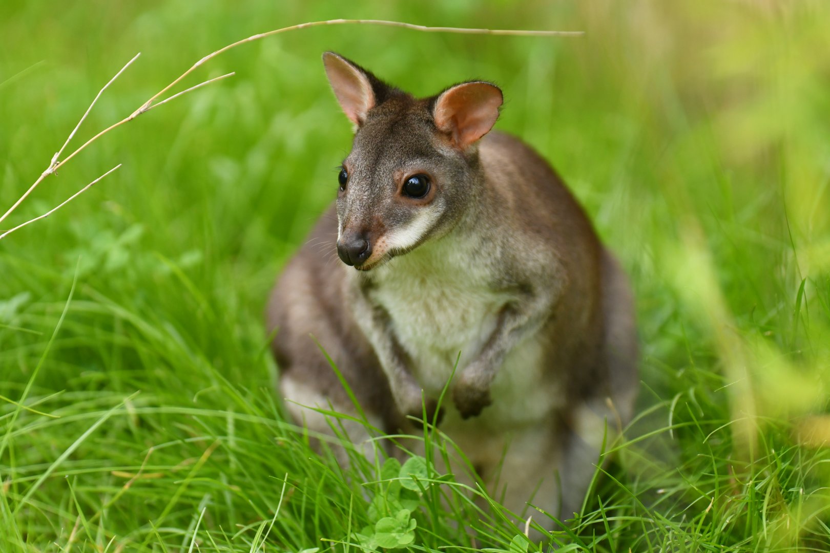 Dusky padameleon (Thylogale bruni)