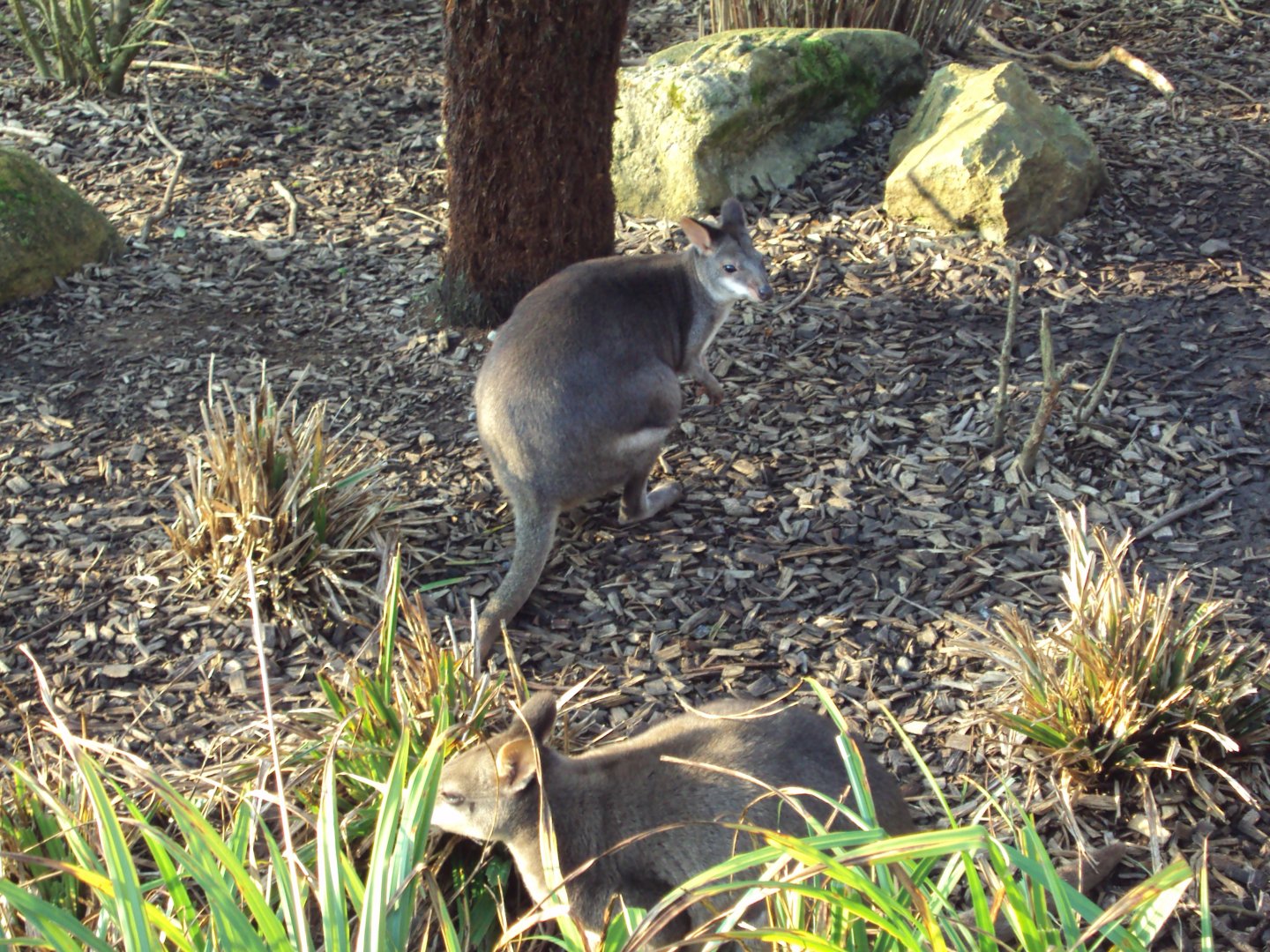 Dusky Pademelon 01/01/2020