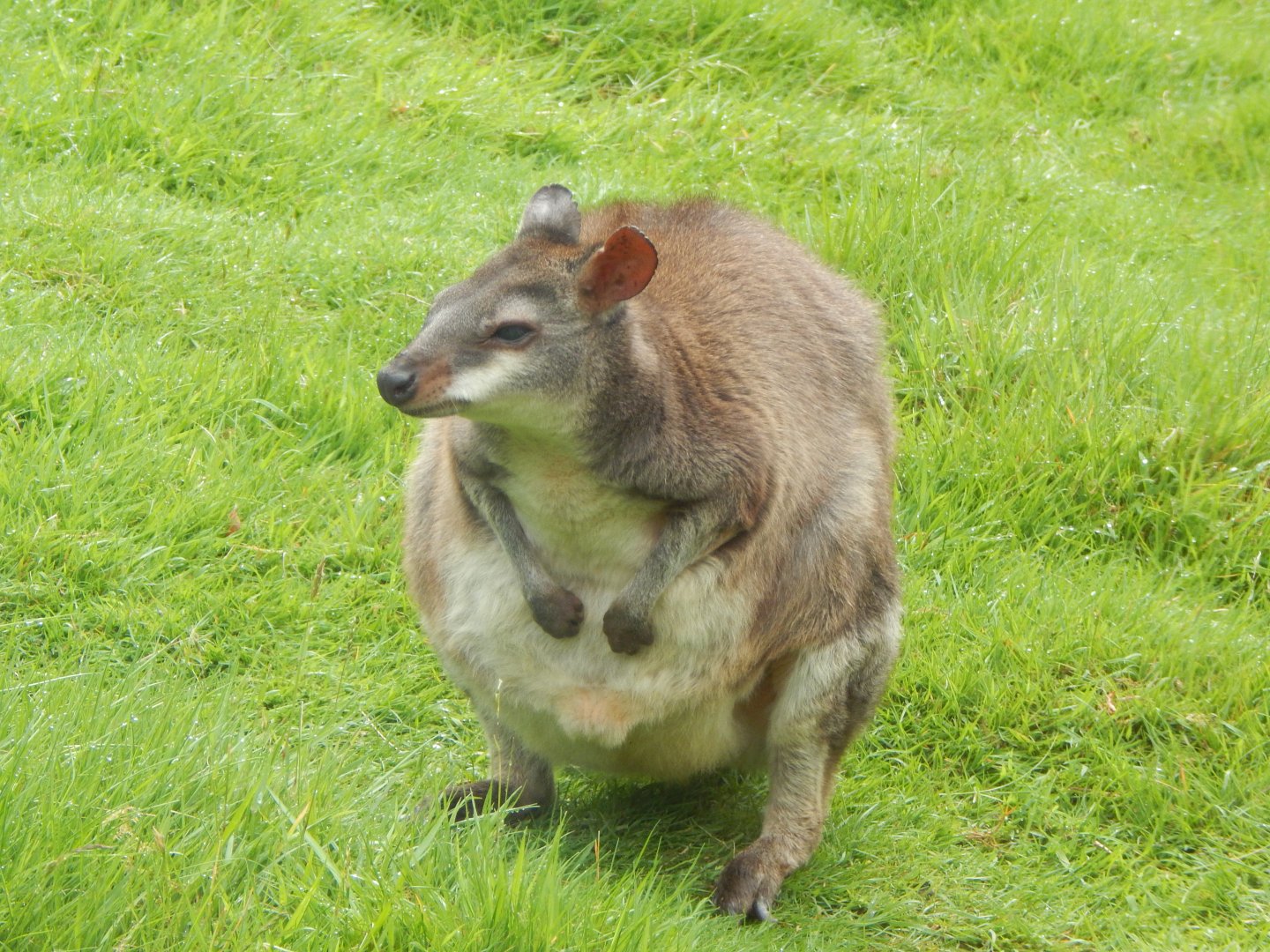 Dusky pademelon 050625