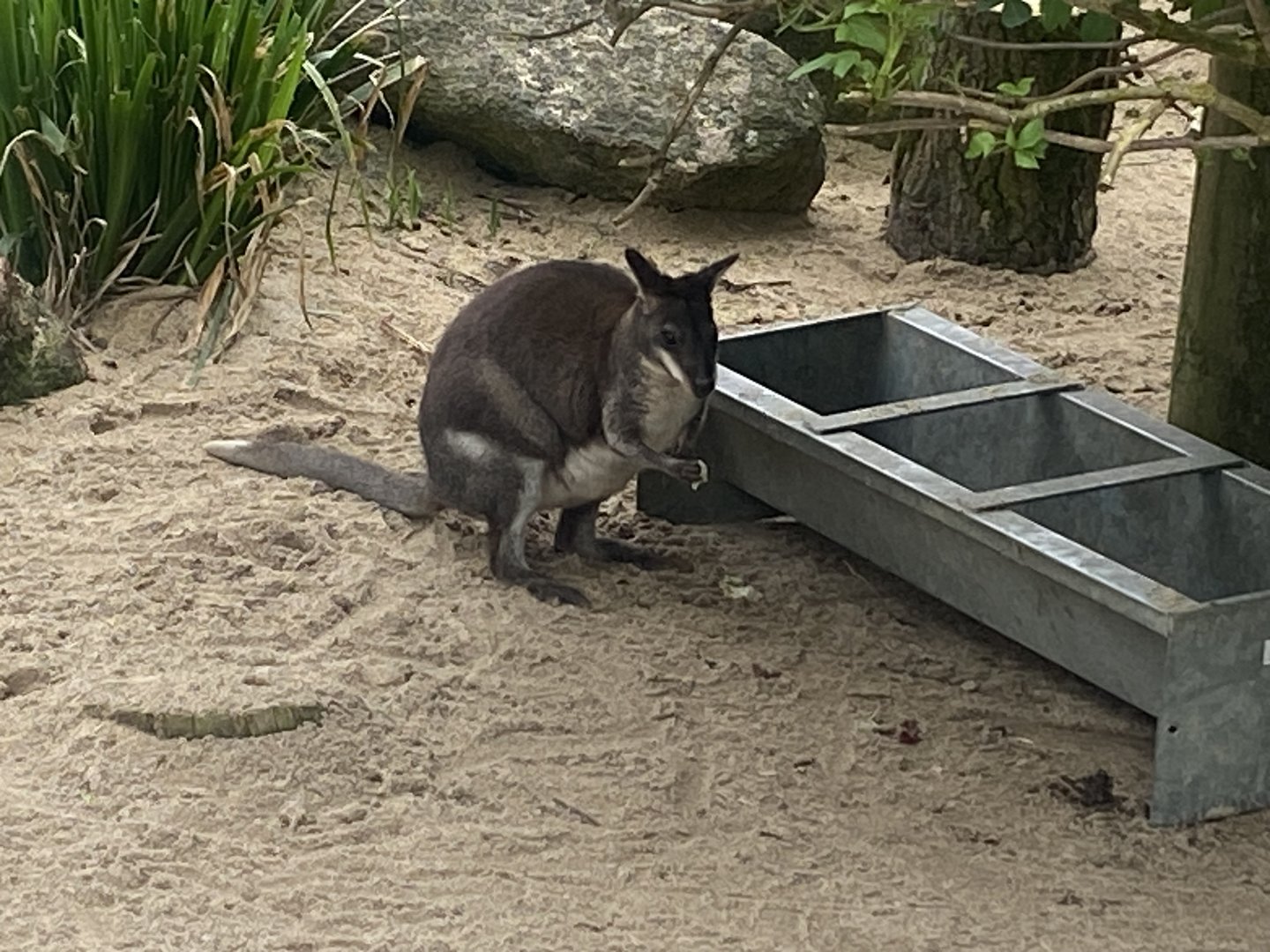 Dusky pademelon 060523