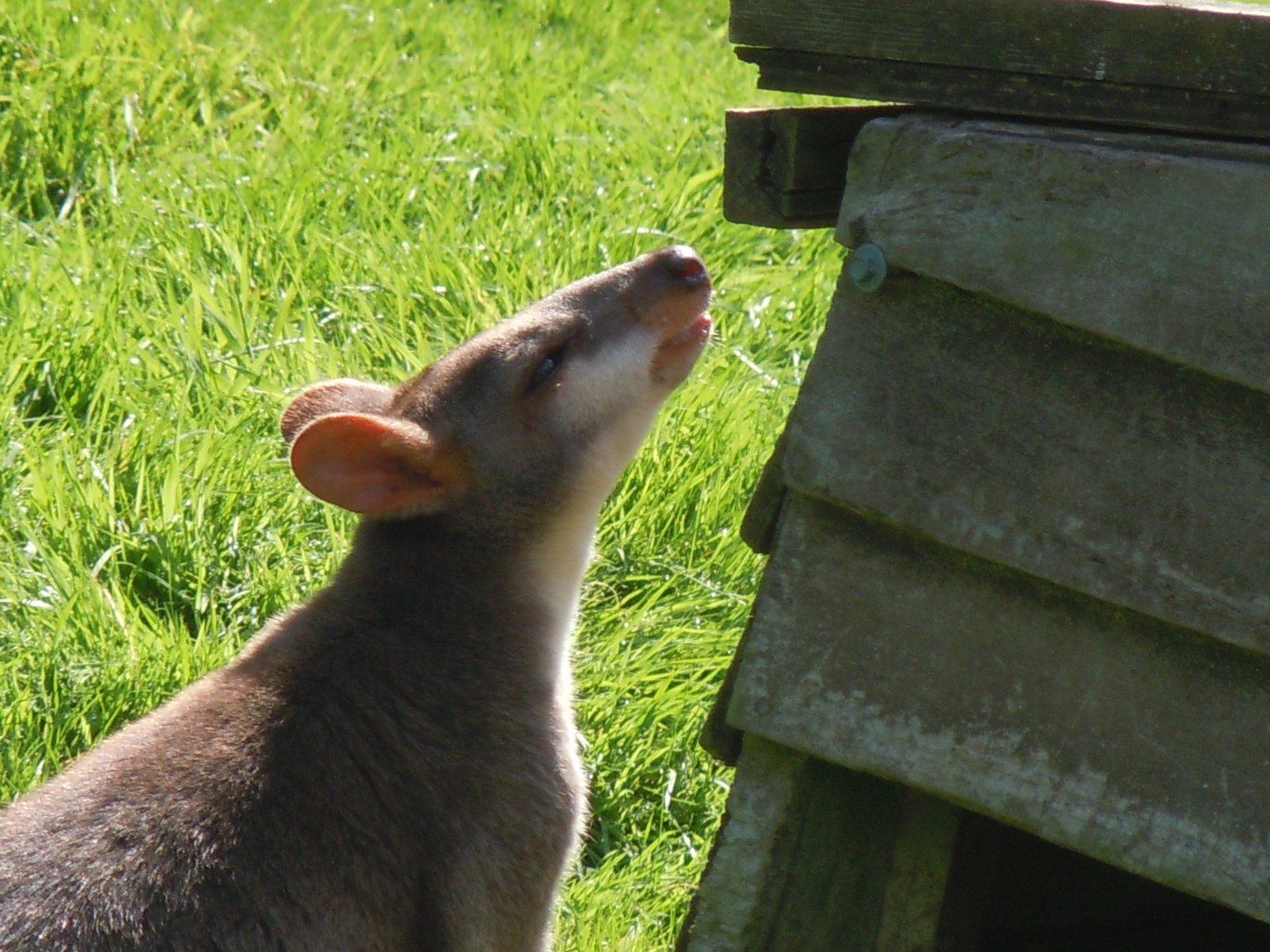 Dusky pademelon 070820