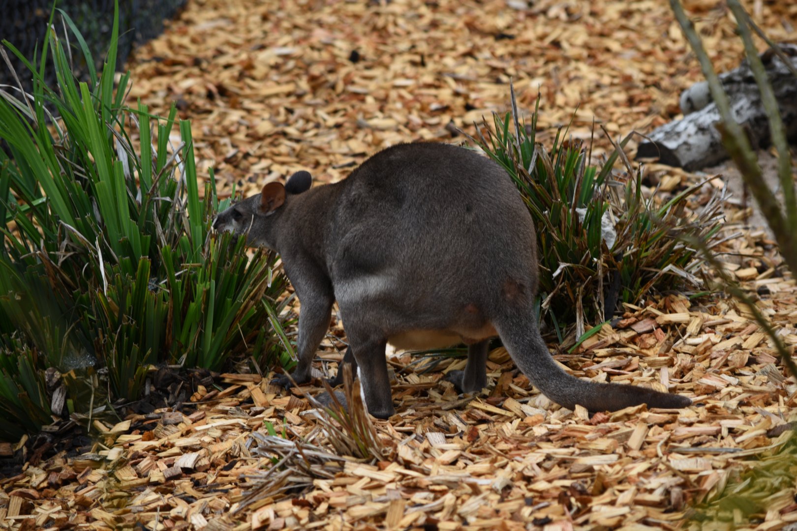 Dusky pademelon - 08/07/20