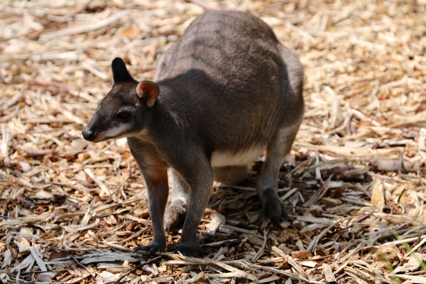 Dusky Pademelon - 14 July 2018