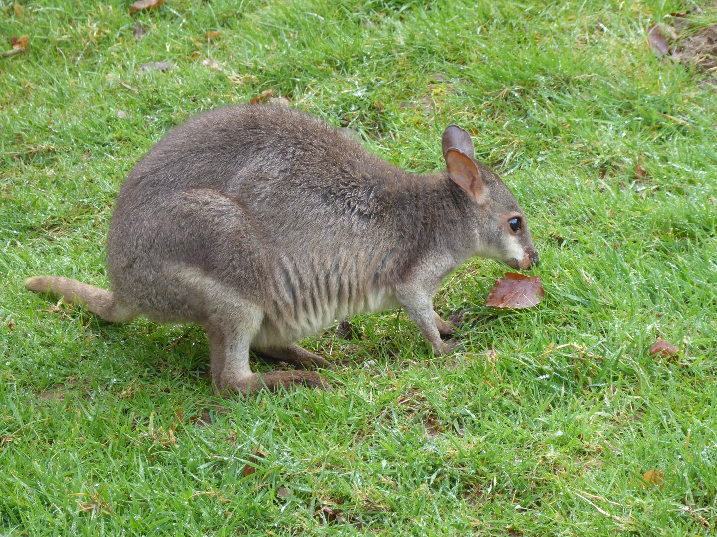 Dusky pademelon 150418