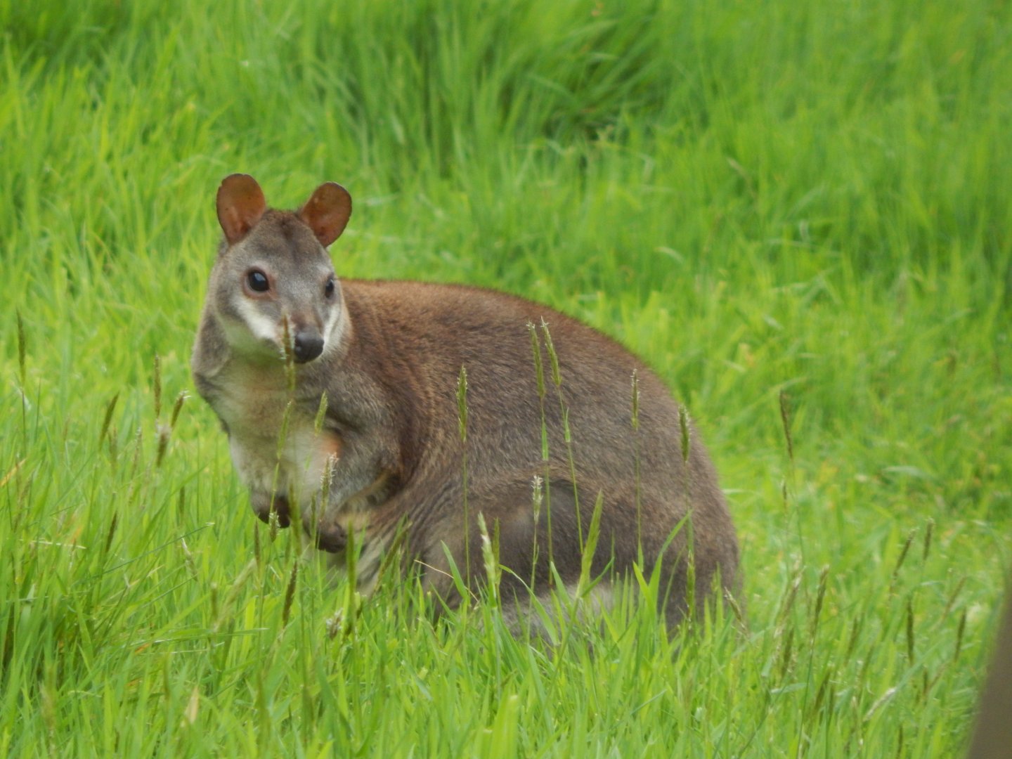 Dusky pademelon 150522