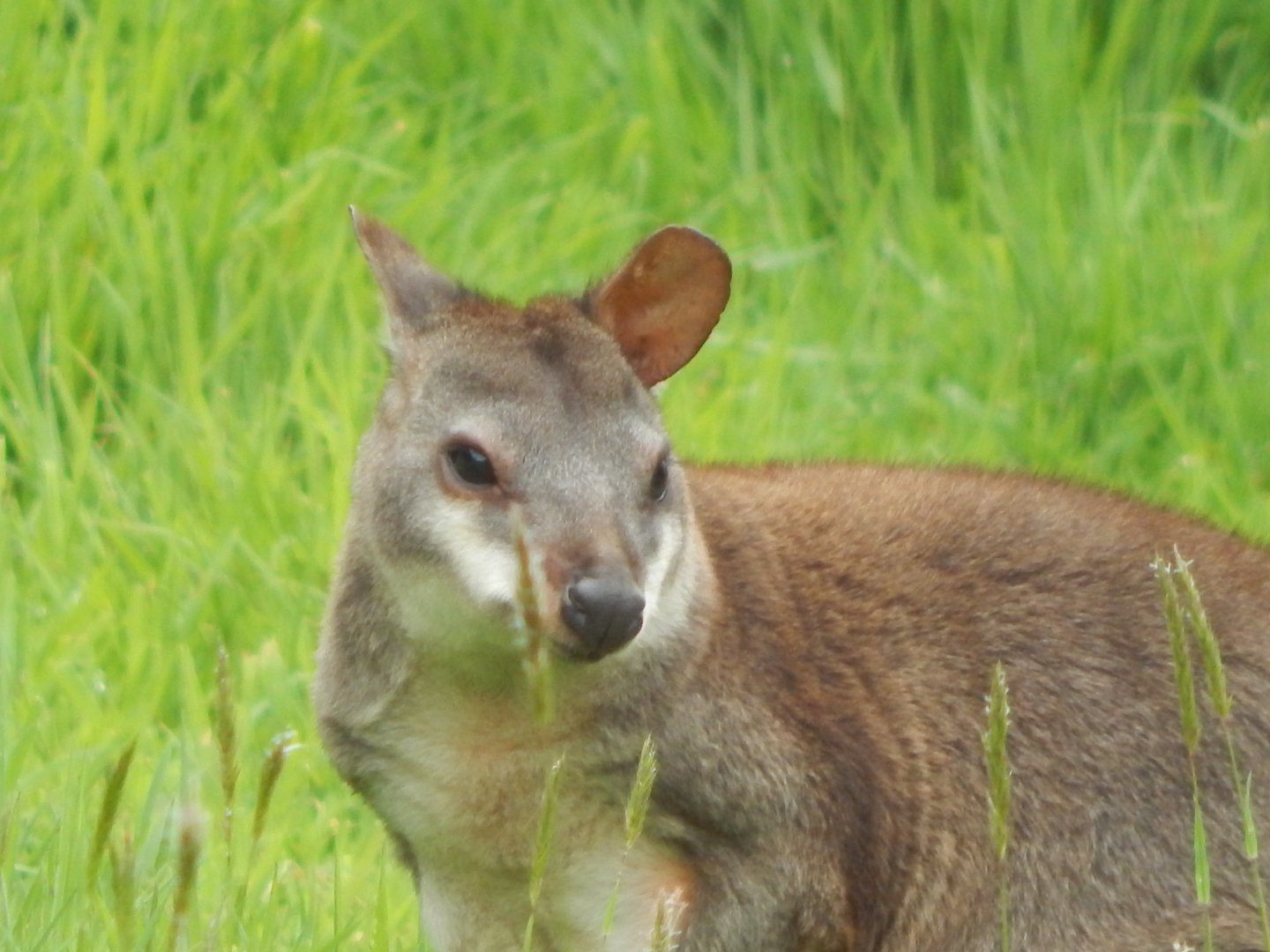 Dusky pademelon 150522