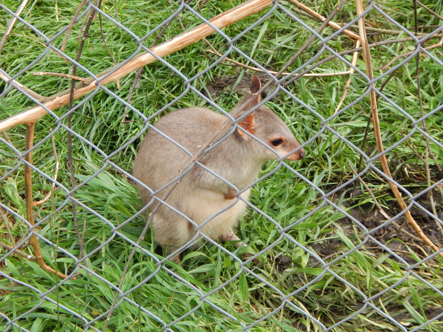 Dusky pademelon 150522