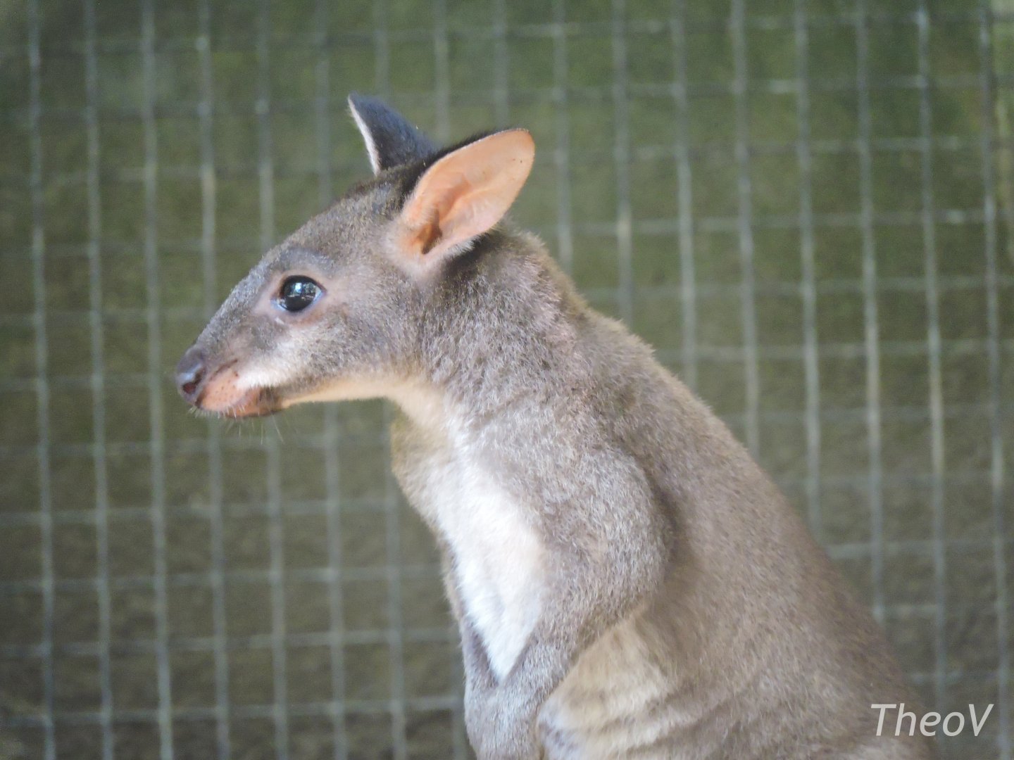 Dusky pademelon [2016]