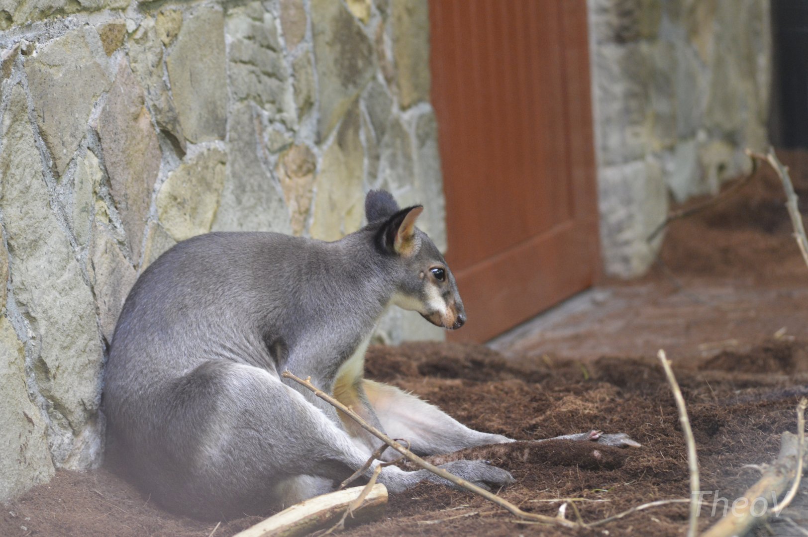 Dusky pademelon [2018]