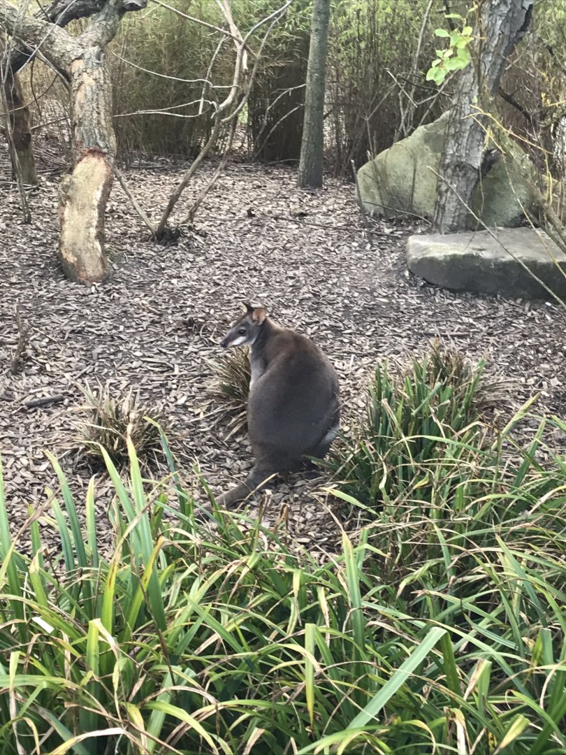 Dusky pademelon (2020)