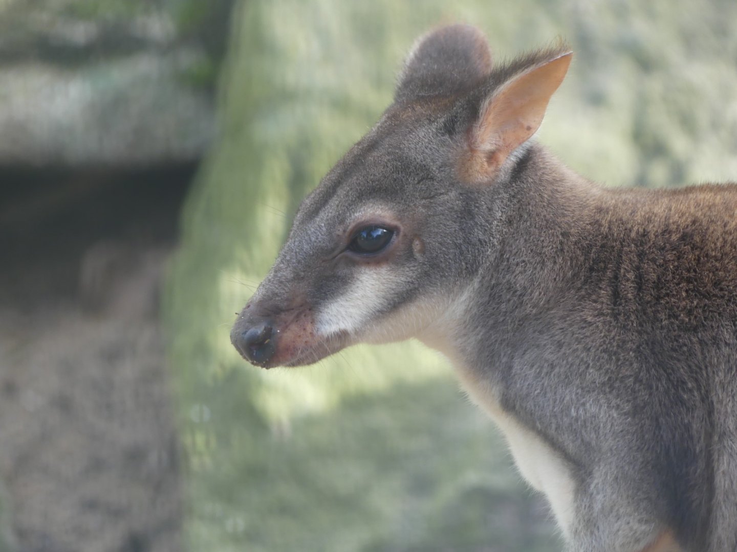 Dusky Pademelon - 21.10.24