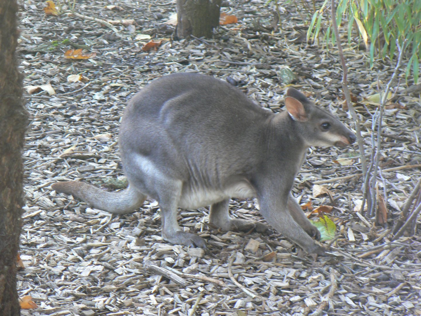 Dusky Pademelon - 27 October 2019