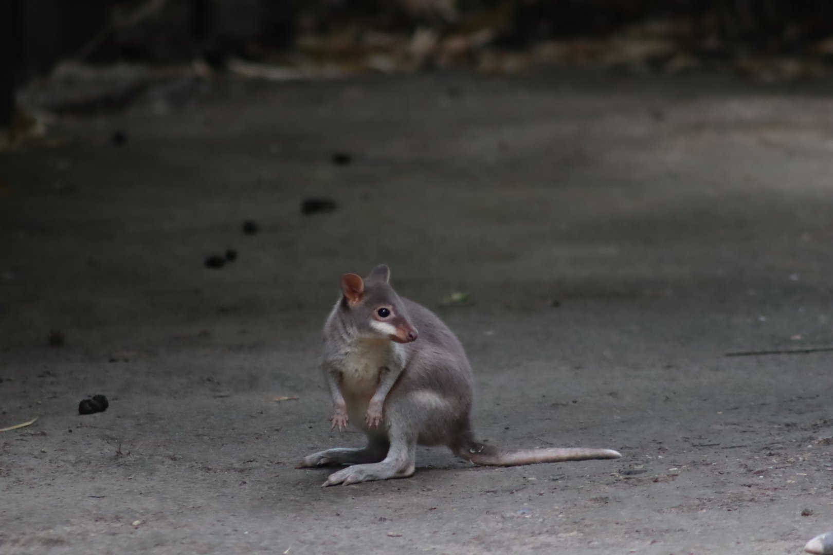 Dusky Pademelon - 6th July 2024